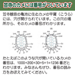 活動内容4（カメの住民票調査）